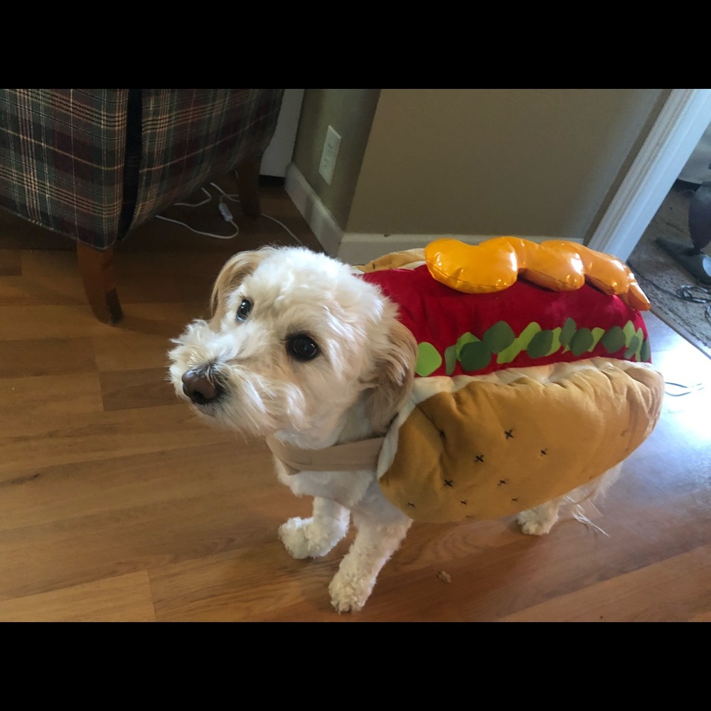 Hot dog dog costume